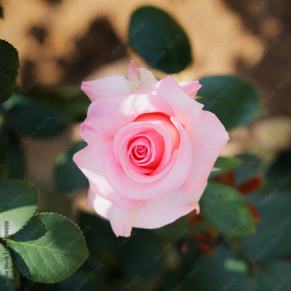 瑞々しいカラフルな満開の薔薇