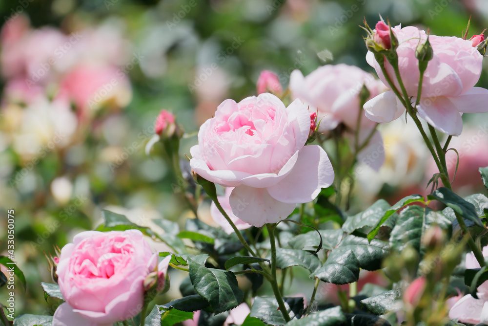 瑞々しいカラフルな満開の薔薇