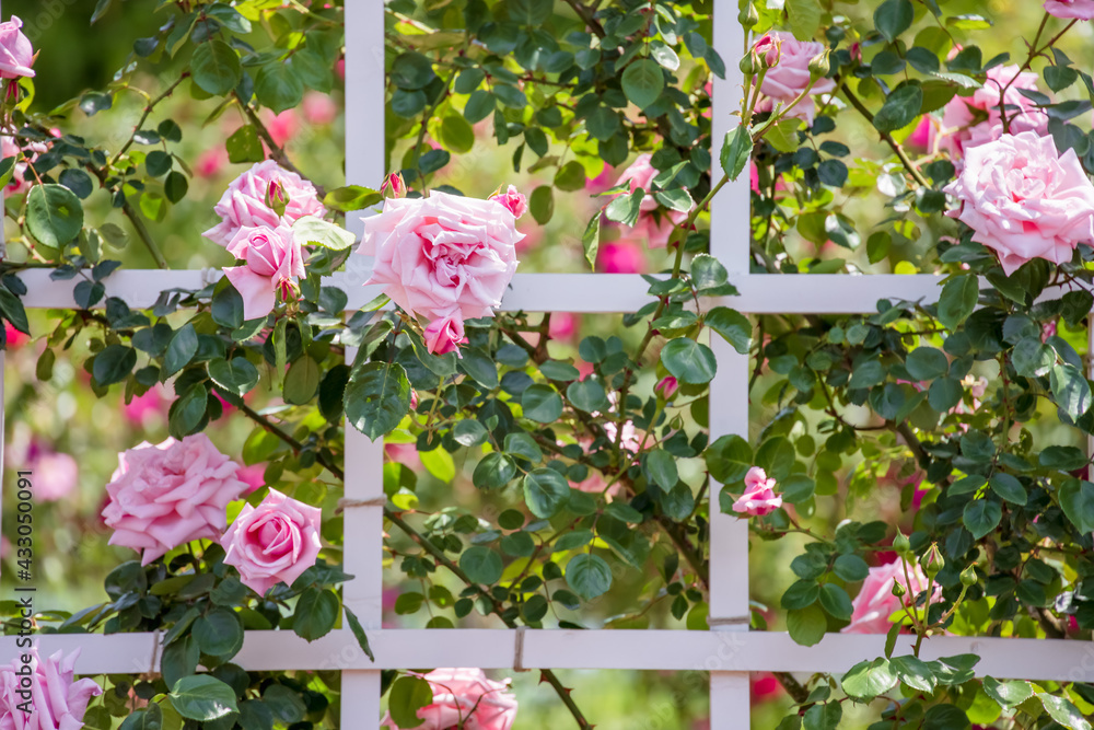 瑞々しいカラフルな満開の薔薇