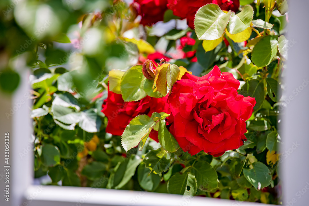 瑞々しいカラフルな満開の薔薇