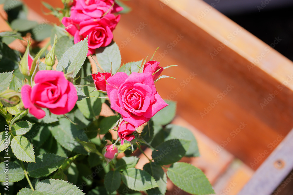 瑞々しいカラフルな満開の薔薇