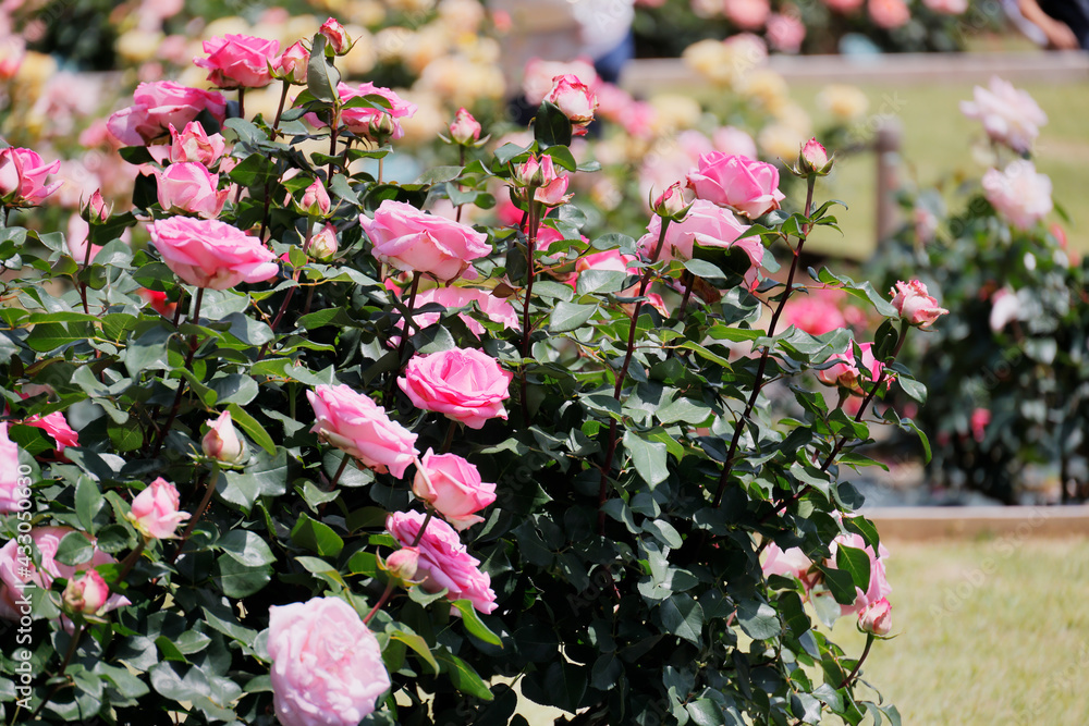 瑞々しいカラフルな満開の薔薇