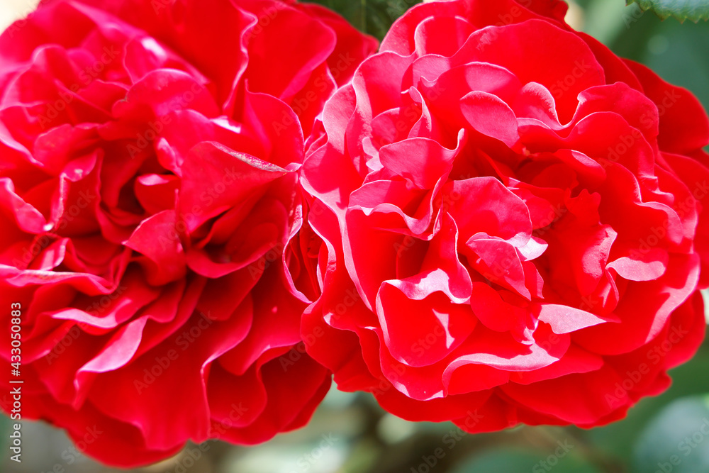 瑞々しいカラフルな満開の薔薇