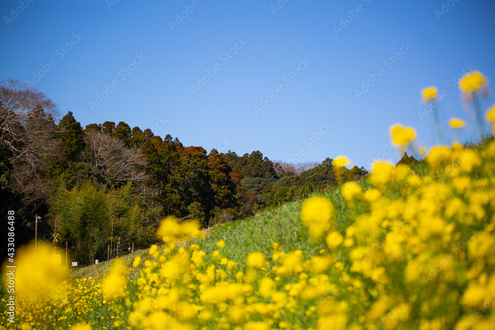 春のいすみ鉄道