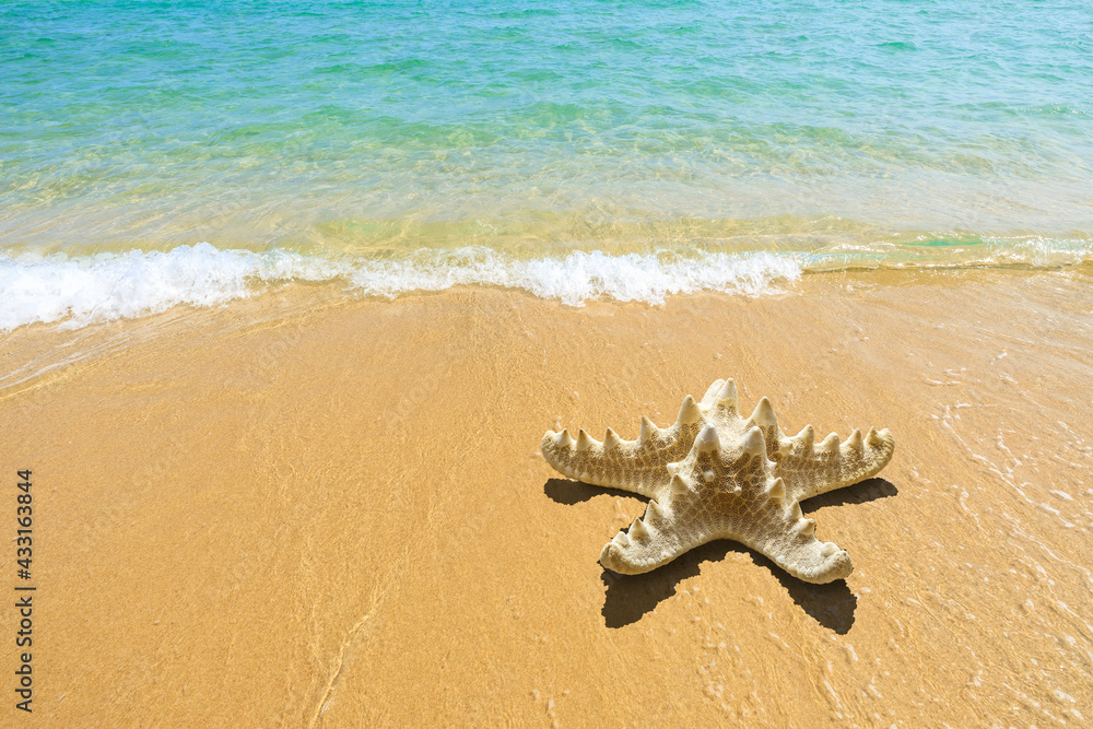 Starfish on a beach sand.