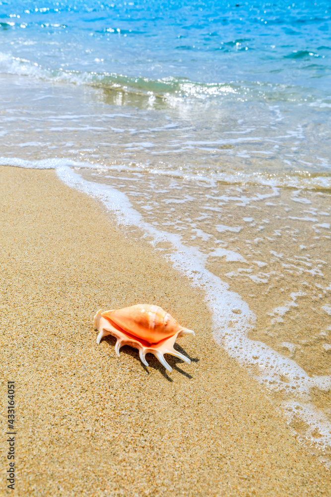 Conch on a beach sand.