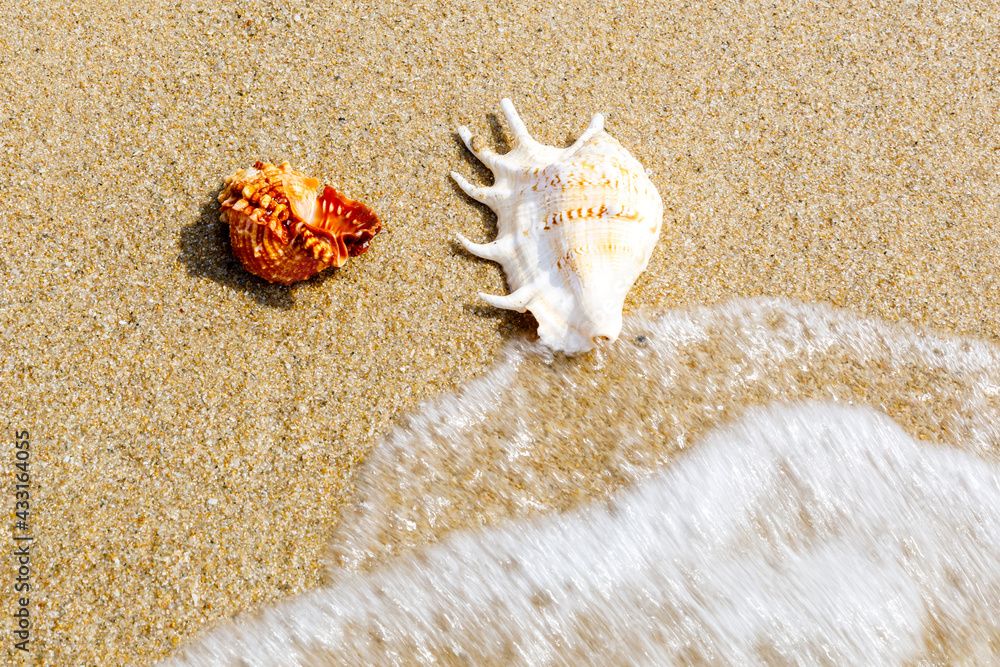 Conch on a beach sand.