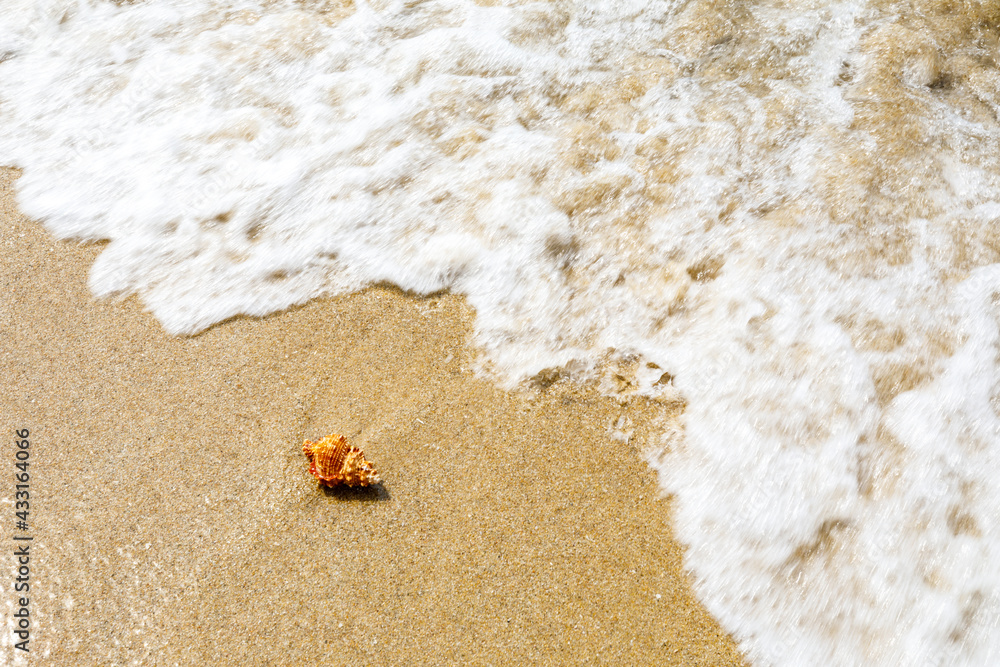 Conch on a beach sand.