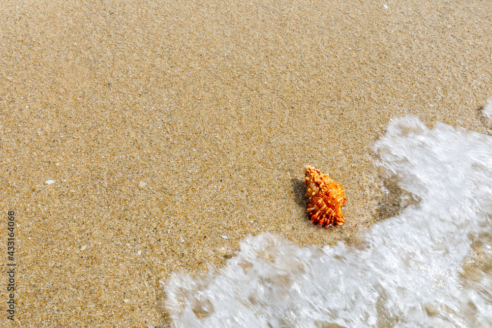 Conch on a beach sand.