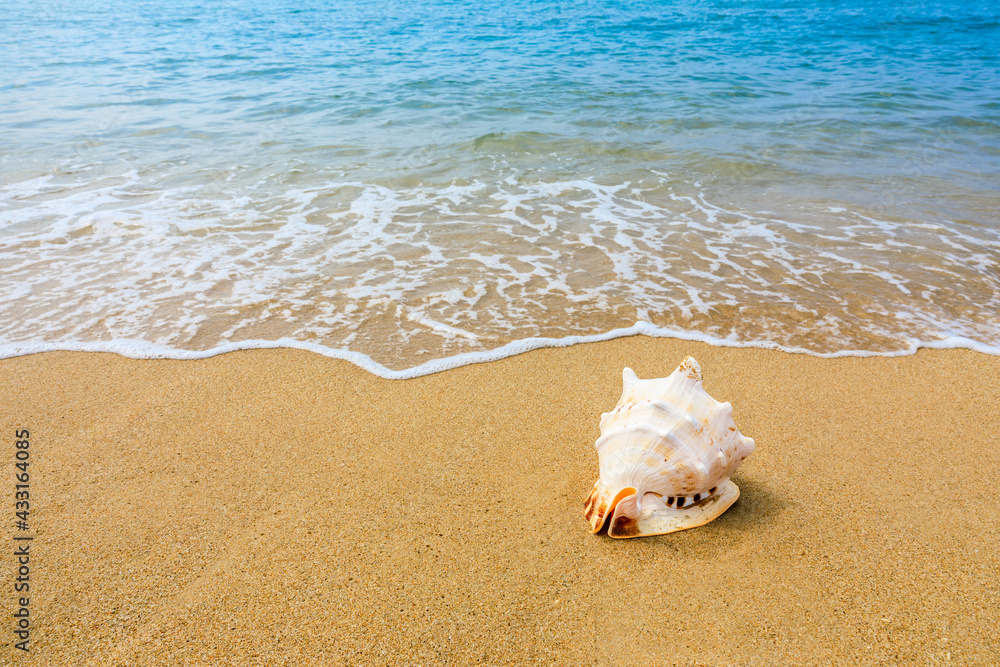 Conch on a beach sand.