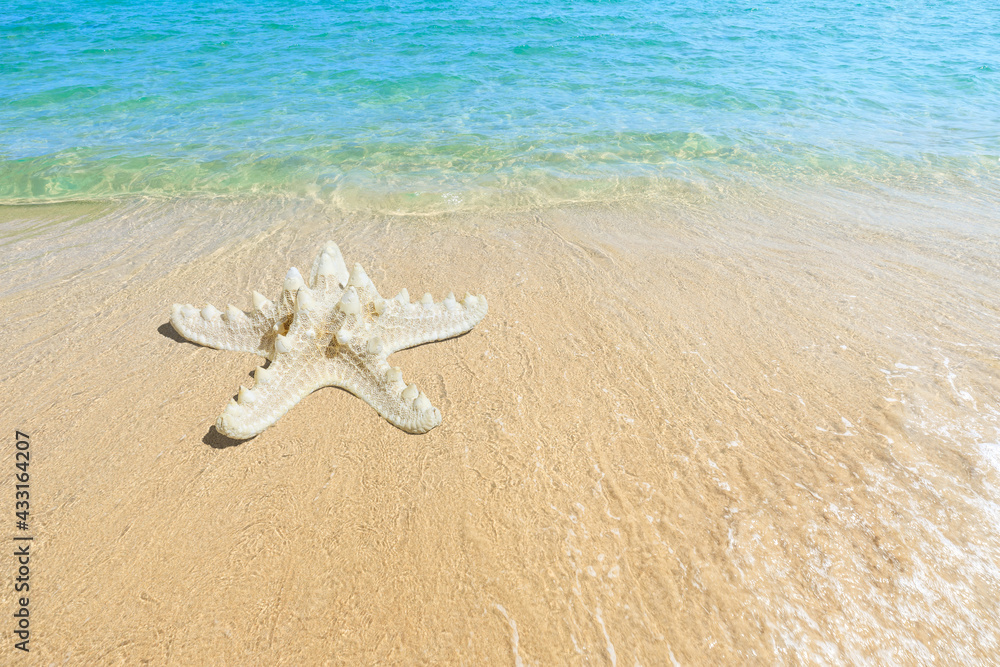 Starfish on a beach sand.