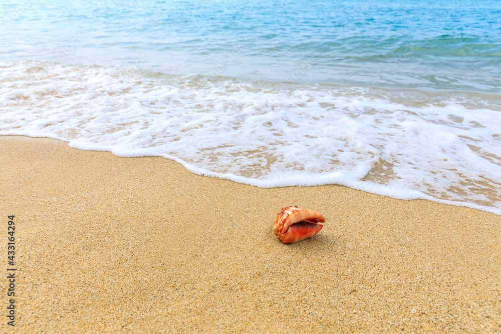 Conch on a beach sand.