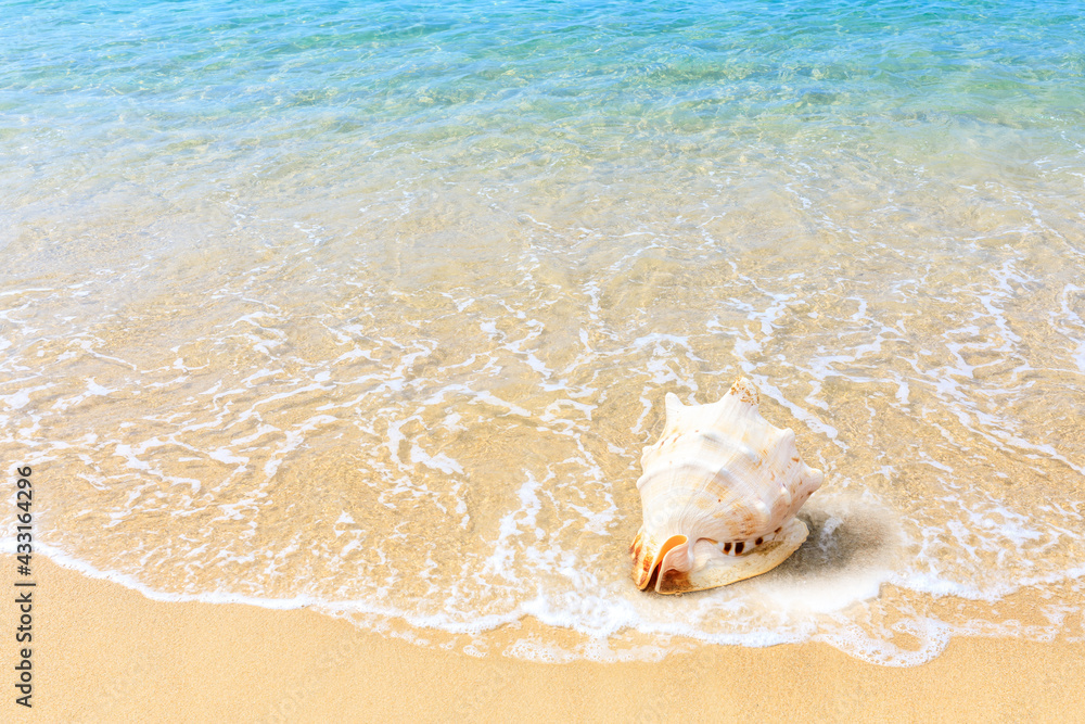 Conch on a beach sand.