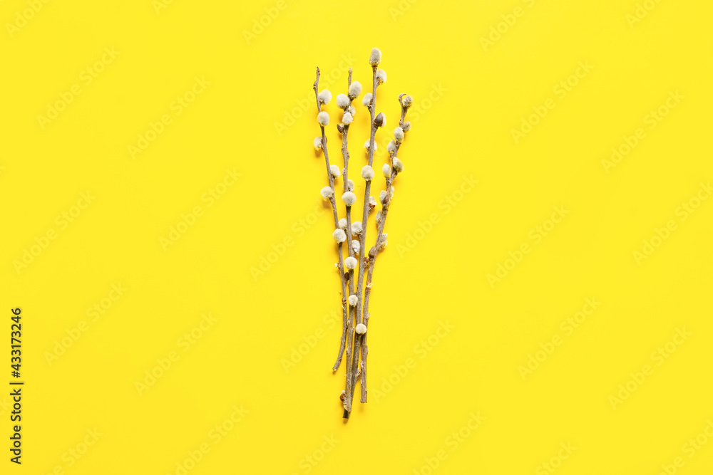 Willow branches on color background