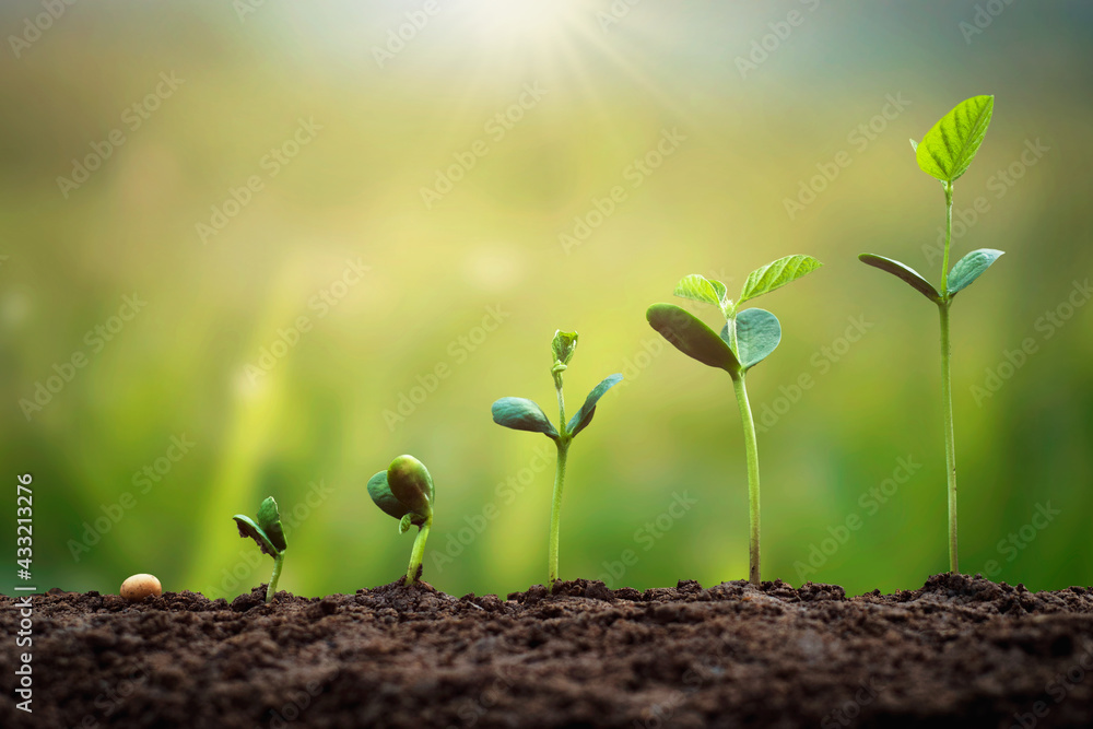 soybean growth in farm with green leaf background. agriculture plant seeding growing step concept