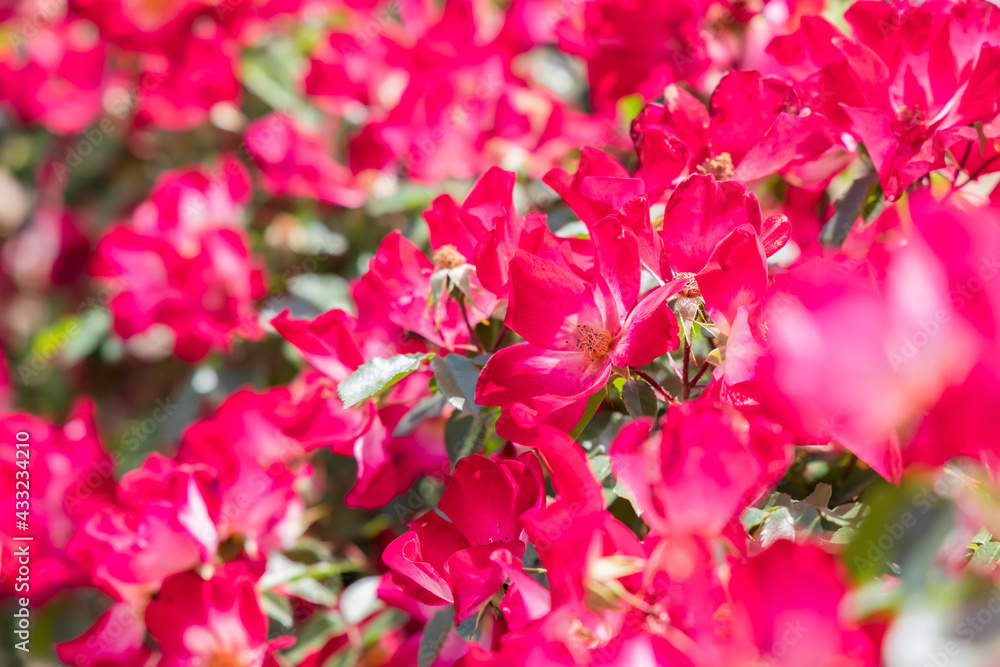 瑞々しいカラフルな満開の薔薇