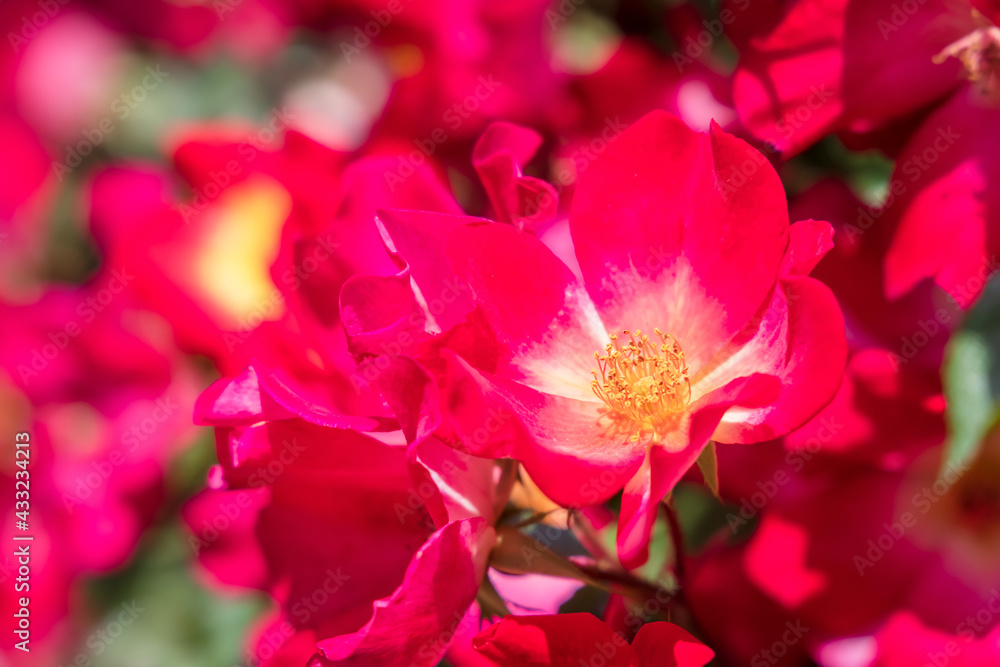 瑞々しいカラフルな満開の薔薇