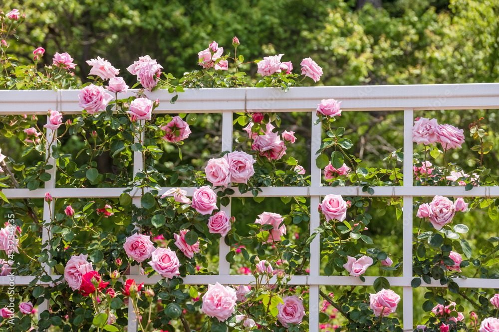 瑞々しいカラフルな満開の薔薇