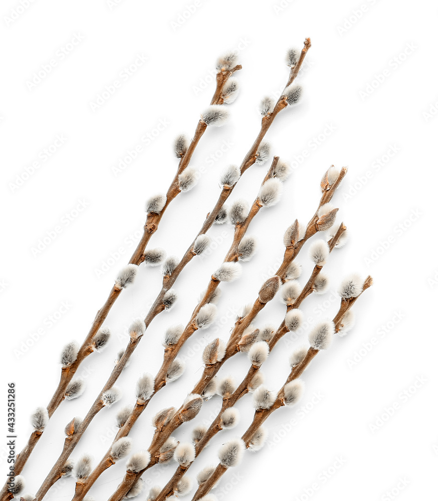 Willow branches on white background