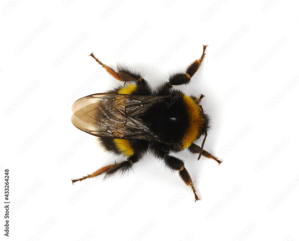 Buff-tailed bumblebee, Bombus, isolated on white