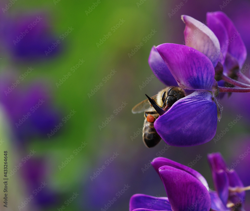  flower on a green