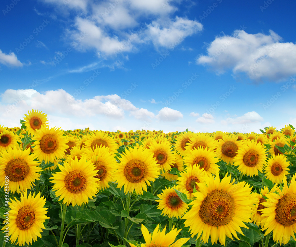 Golden summer sunflower in the sun