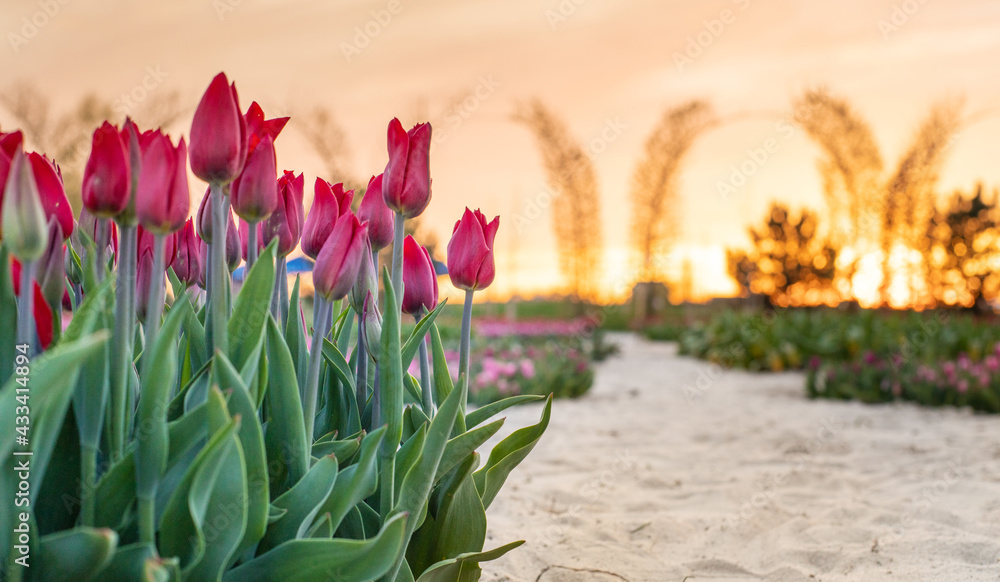 Pink tulips bloom at sunset. Selective focus.