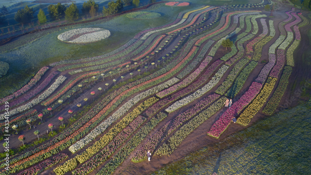 Dawn over tulip fields. Different varieties of flowers bloom in flower beds.