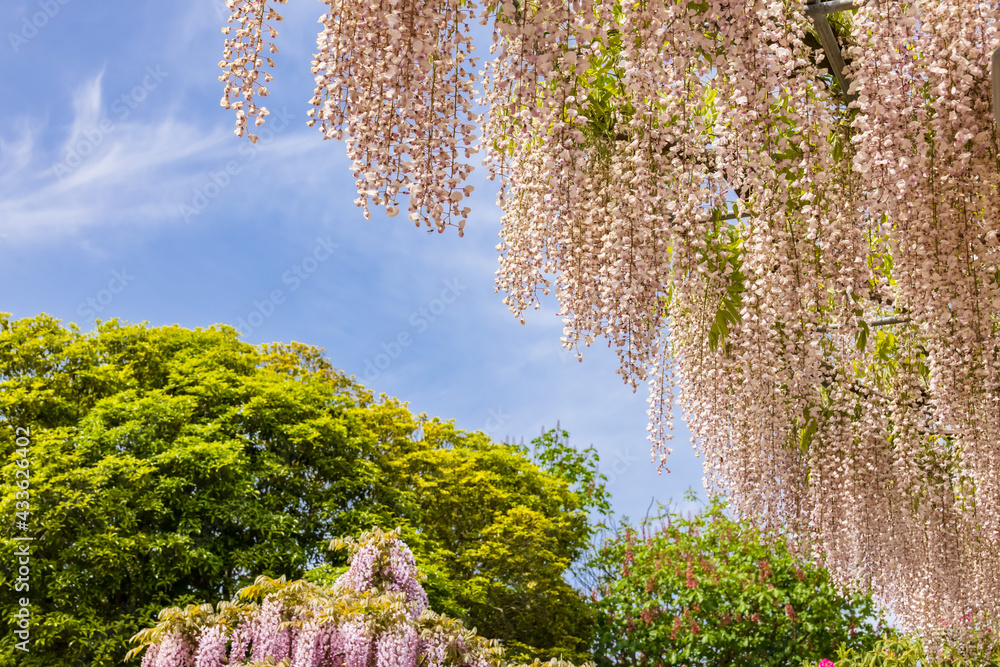 色が綺麗な瑞々しいフジの花