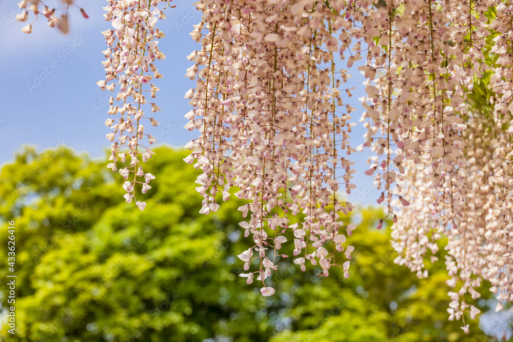 色が綺麗な瑞々しいフジの花