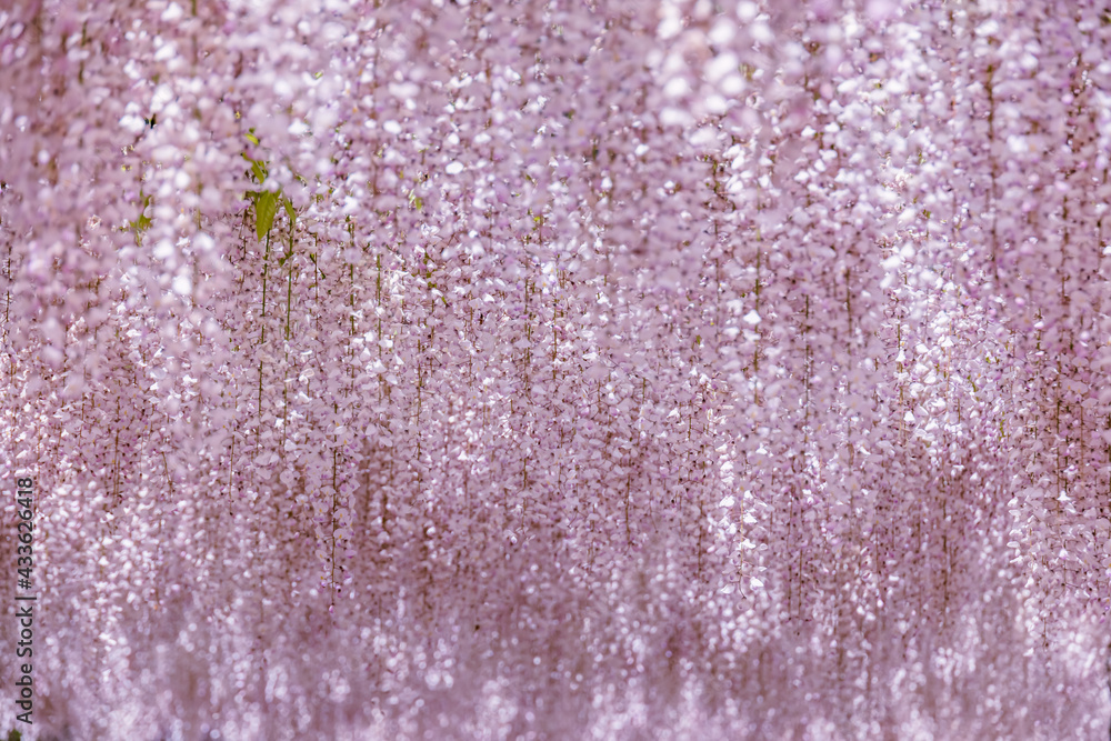 色が綺麗な瑞々しいフジの花