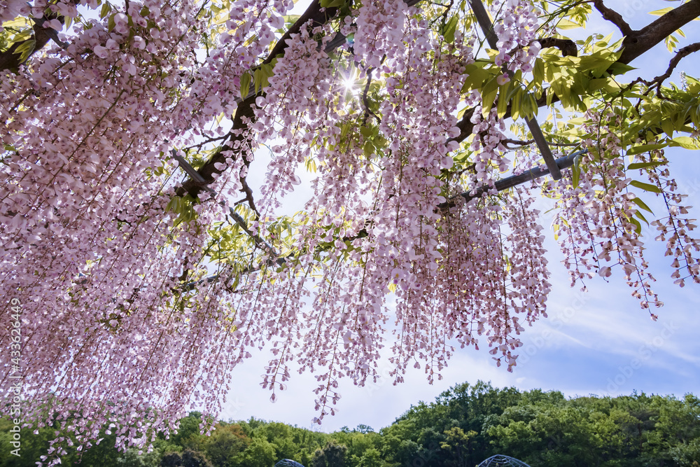 色が綺麗な瑞々しいフジの花