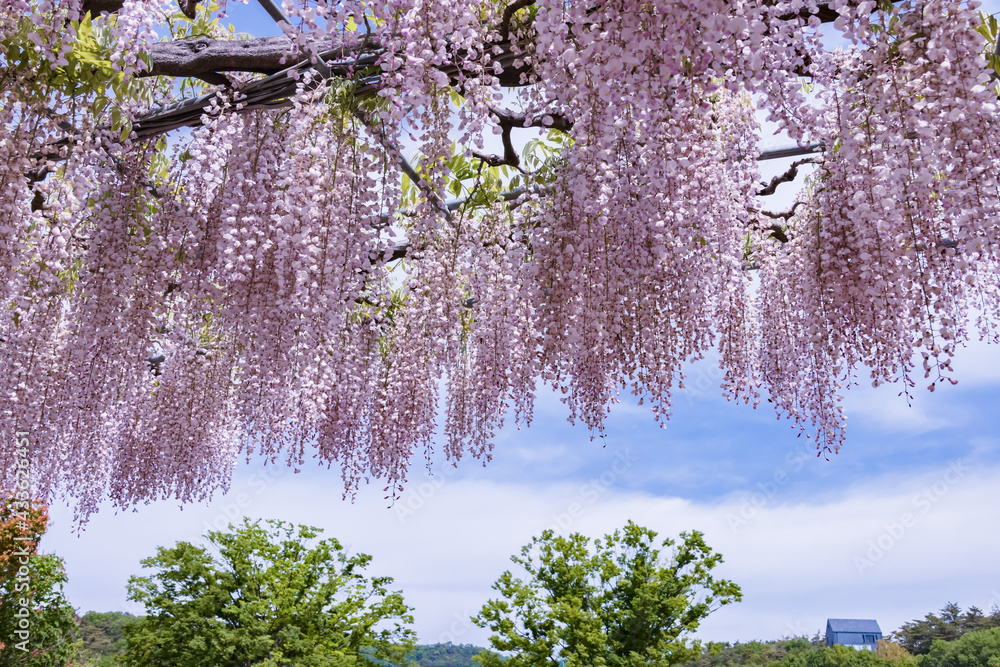 色が綺麗な瑞々しいフジの花