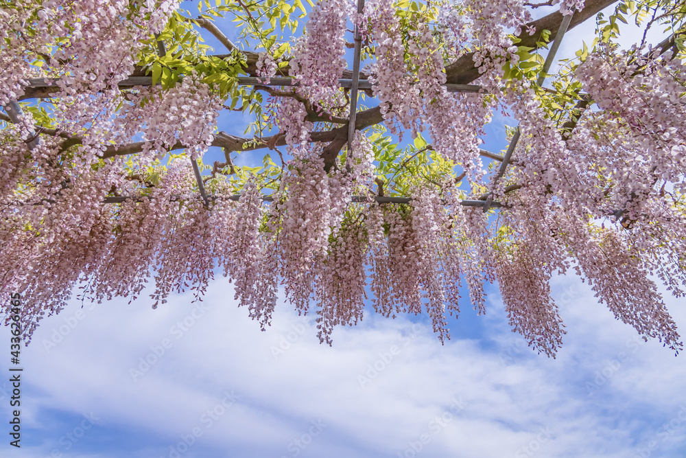 色が綺麗な瑞々しいフジの花