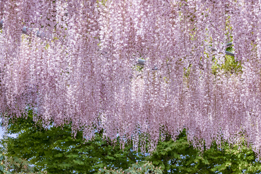 色が綺麗な瑞々しいフジの花