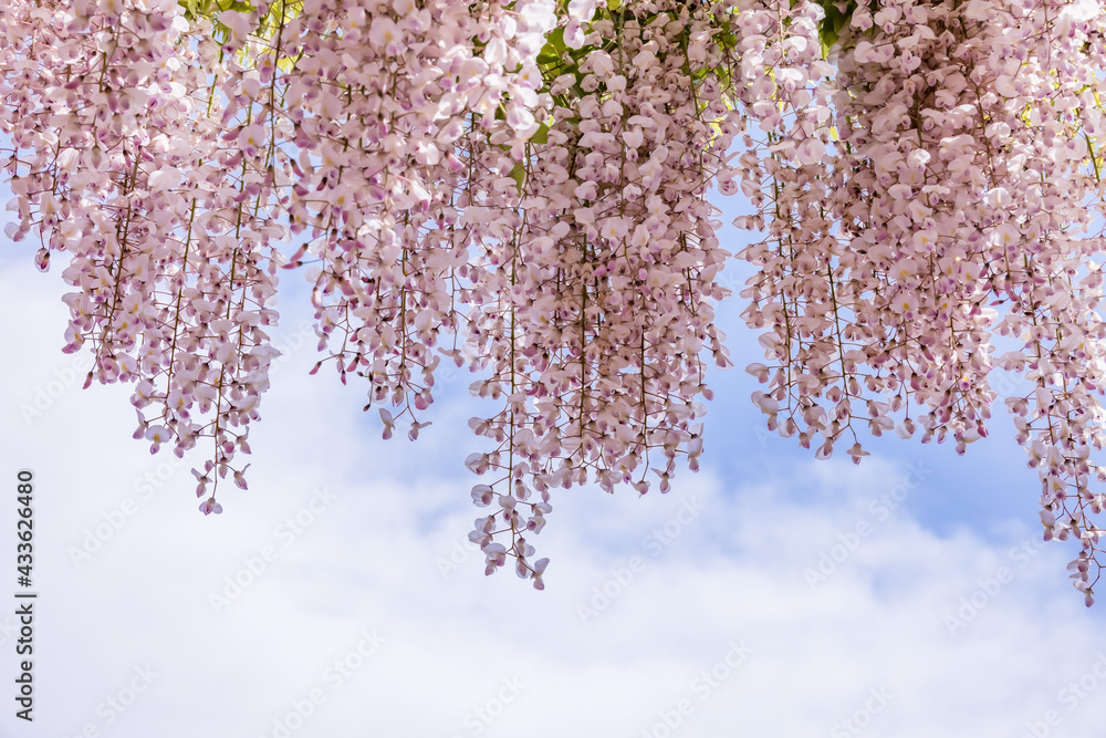 色が綺麗な瑞々しいフジの花