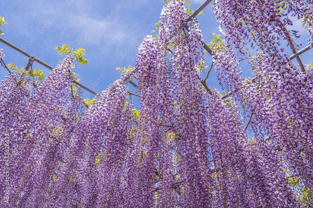 色が綺麗な瑞々しいフジの花