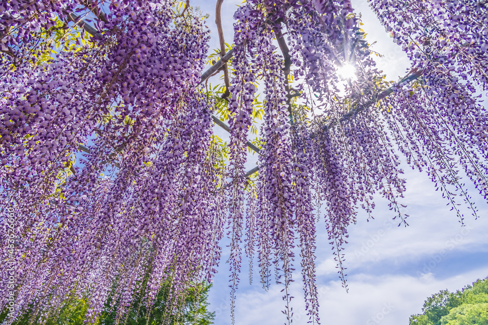 色が綺麗な瑞々しいフジの花