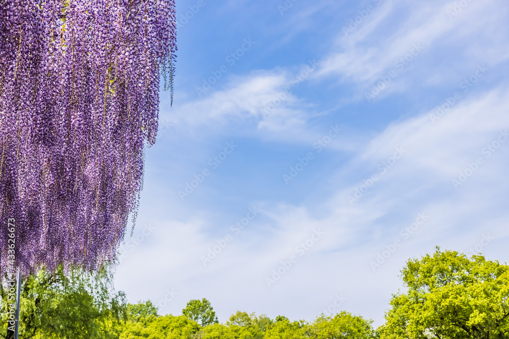 色が綺麗な瑞々しいフジの花