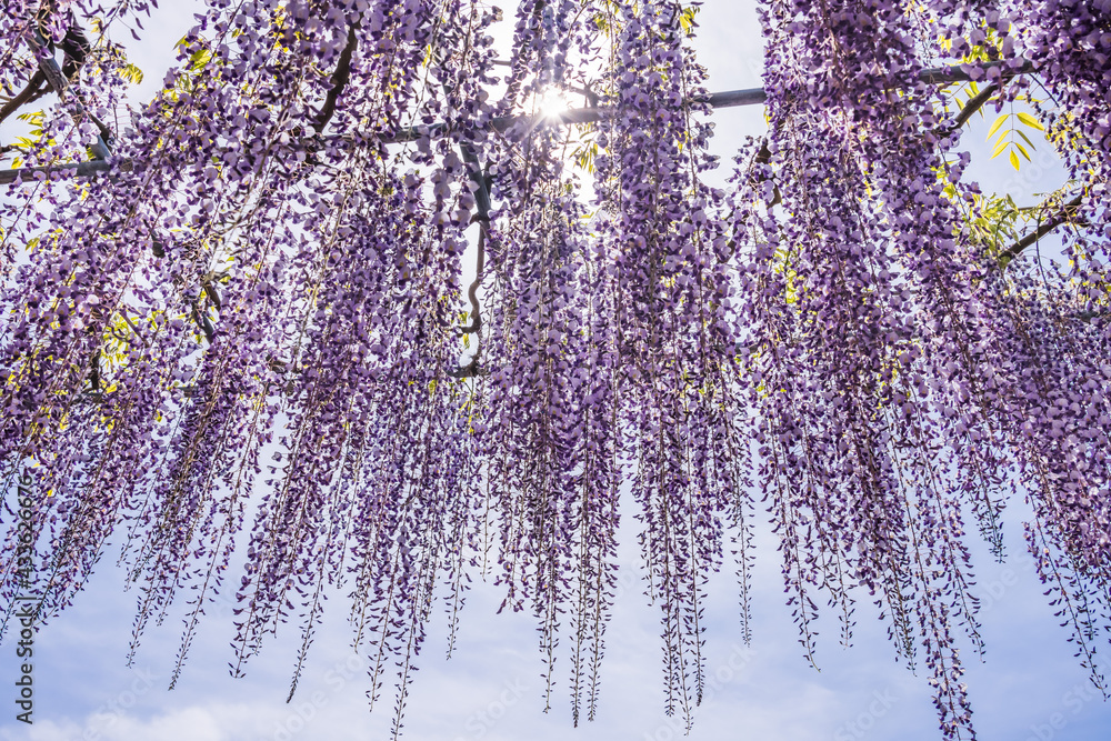 色が綺麗な瑞々しいフジの花