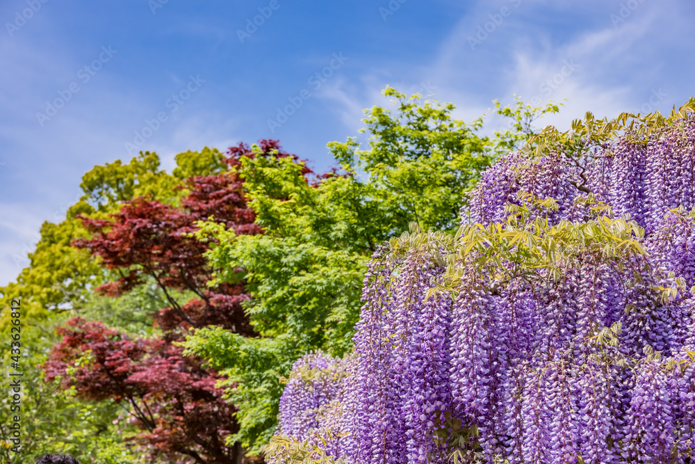 色が綺麗な瑞々しいフジの花