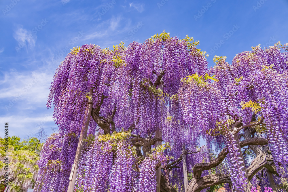 色が綺麗な瑞々しいフジの花