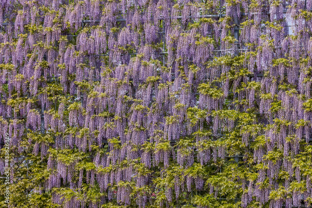 色が綺麗な瑞々しいフジの花