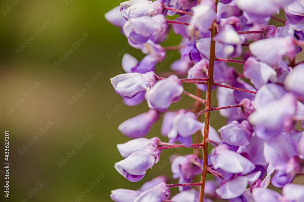 色が綺麗な瑞々しいフジの花