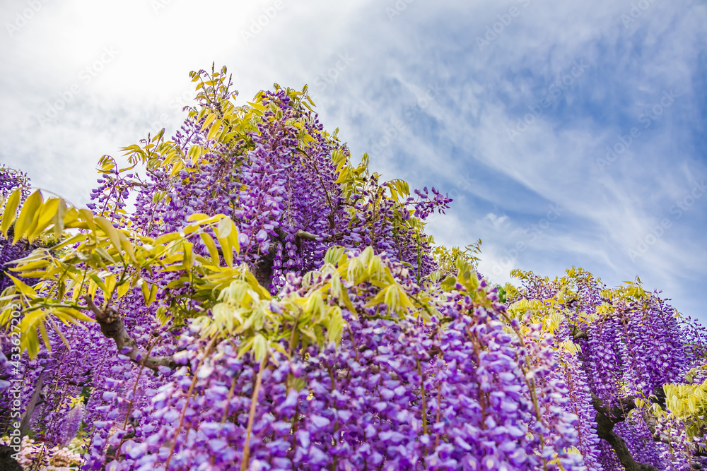 色が綺麗な瑞々しいフジの花