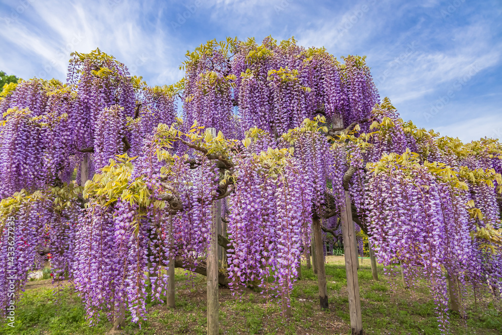 色が綺麗な瑞々しいフジの花