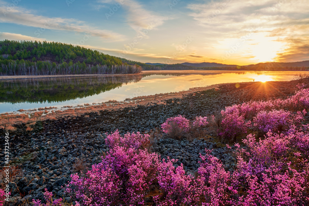 The azalea is full bloom in the lakeside sunrise.