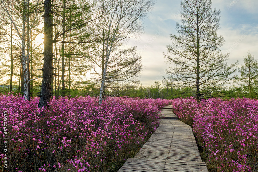 The path was lined with rhododendron flowers.