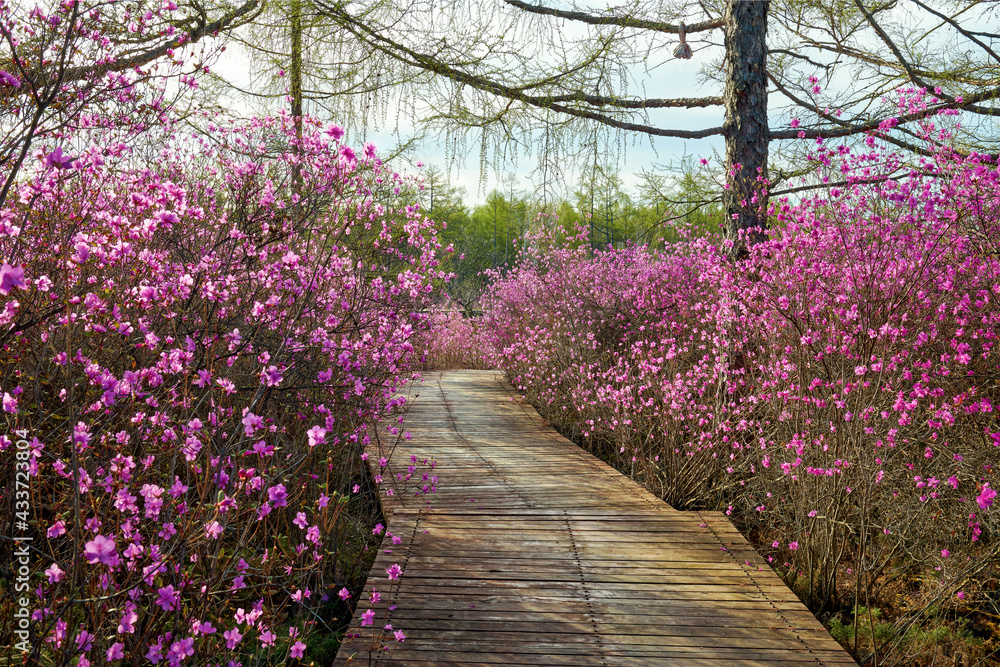 The path was lined with rhododendron flowers.