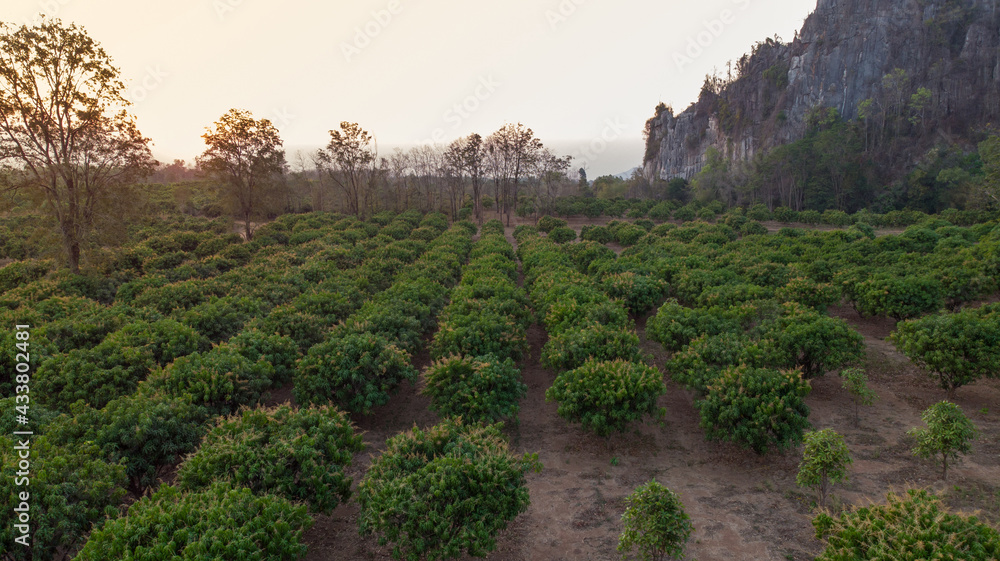 Aerial view of mango with flower of mango plant farm at sunset background.